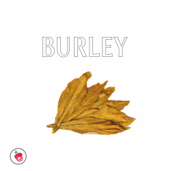 BURLEY FLAVOUR
